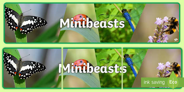 Minibeasts Photo Display Banner (Hecho por educadores)