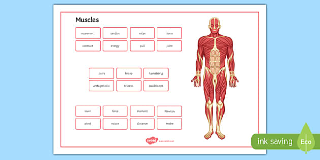 muscular system for kids with labels