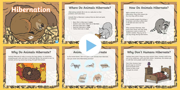 Hibernation PowerPoint - Science Resource - Twinkl