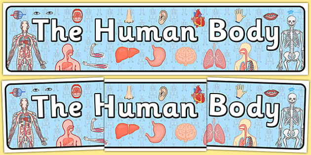 The Human Body Display Banner - ourselves, body, science, header