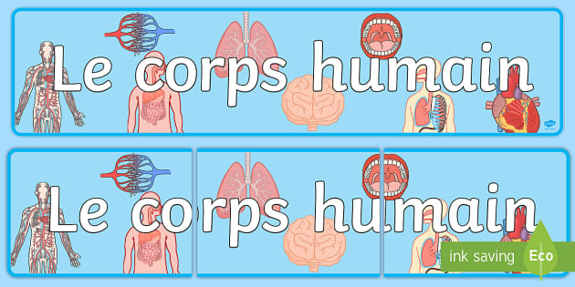 Banderole d'affichage : le corps humain (teacher made)