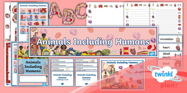 Science: Animals Including Humans Year 6 Unit Additional Resources
