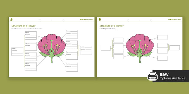 science of a flower diagram