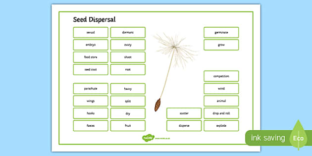 Seed Dispersal Word Mat (teacher made) - Twinkl