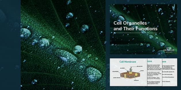 What is a cell wall?  Twinkl Teaching Wiki - Twinkl