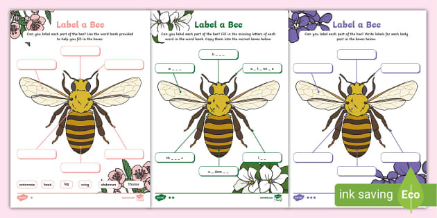 Label a Bee Differentiated Activity - KS1 - Insects - Twinkl