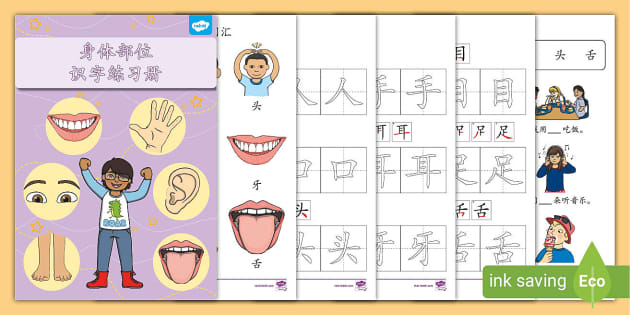 身体部位名称搭配卡片 华文拼音 Teacher Made