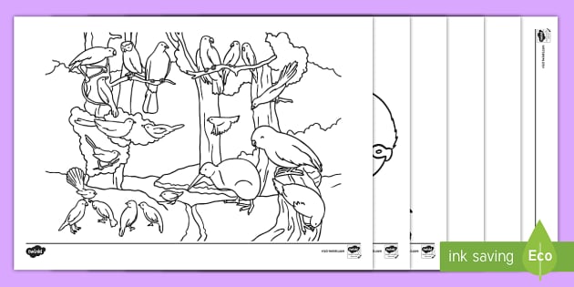 New Zealand Native Birds Colouring Page (teacher made)