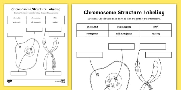 dna structure unlabeled