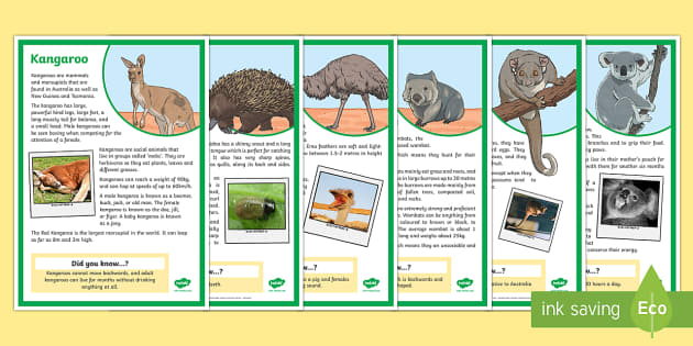 Australian Animals Fact File Display Posters (teacher made)