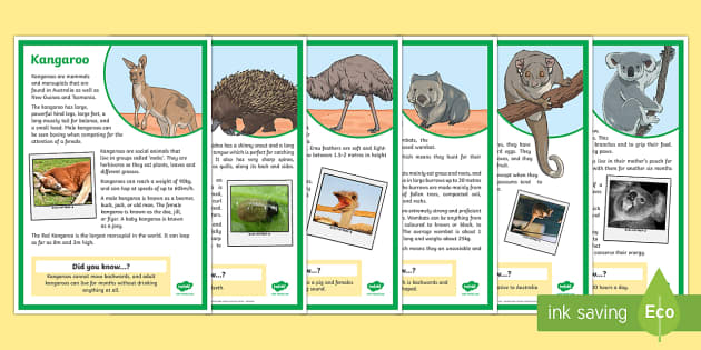 an animal worksheet research Factfile Australian Posters  Literacy Animals  Display