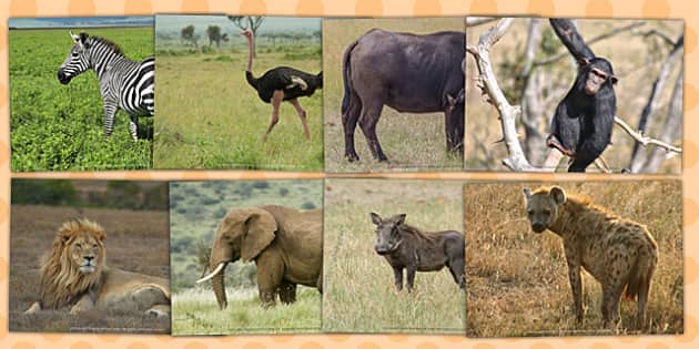 Animals from African Countries Photo Clip Art Pack | Primary Resources