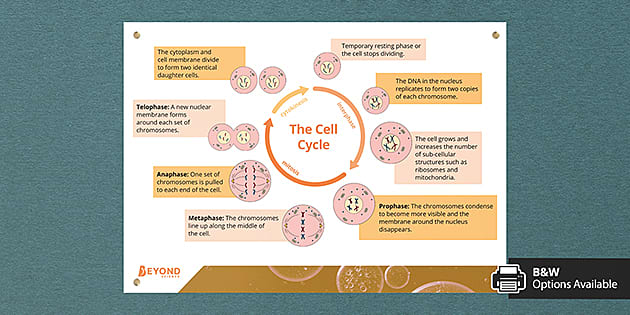 cell cycle concept map mitosis