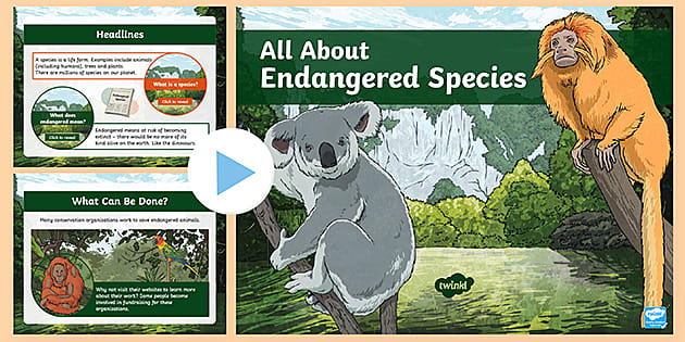 LKS2 All About Endangered Species PowerPoint (teacher made)