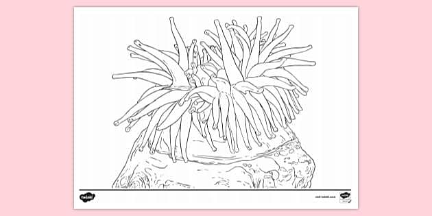 Sea Anemone - Flower Drawing - CleanPNG / KissPNG