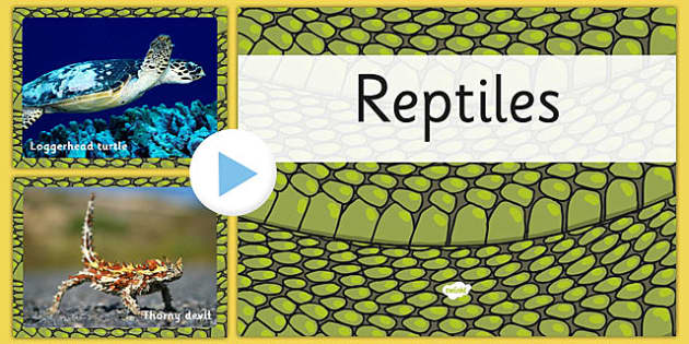 Reptile PowerPoint | Reptile Lesson Plans for Kindergarten