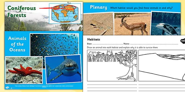 Animal Habitat Lesson Plan | Teaching Pack (teacher made)