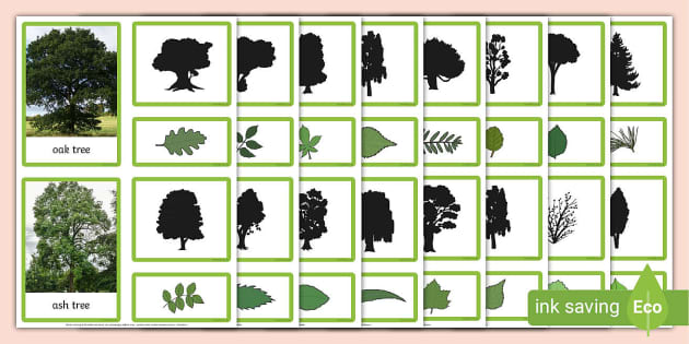 * NEW * Pictures of English Trees Matching Cards - Primary Resources
