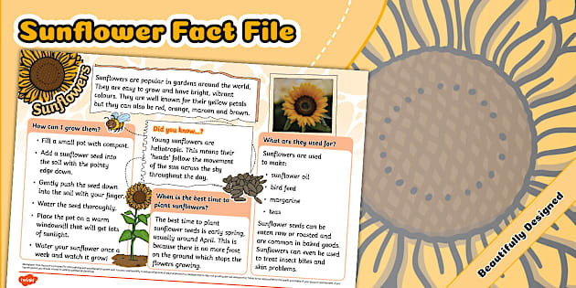 KS1 Sunflower Fact File