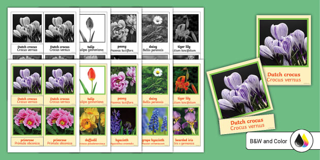 Three-part Cards for Spring Flowers With Photographs