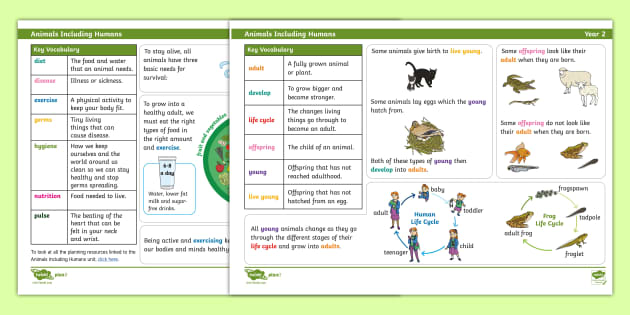 Science Knowledge Organiser: Animals Including Humans Year 2