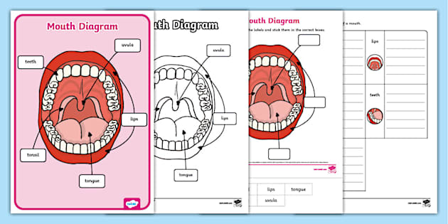 Mouth Diagram Pack (teacher made) - Twinkl