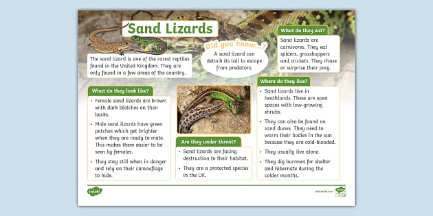 KS1 Sand Lizard Fact File (teacher made) - Twinkl