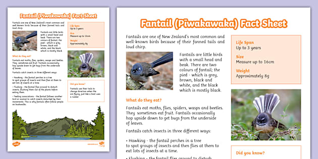 New Zealand Native Birds Pīwakawaka Fantail Fact Sheet