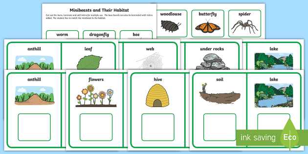 Minibeasts And Their Habitats Matching Cards (Teacher-Made), 58% OFF