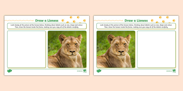 Draw a Lioness Worksheet (Teacher-Made) - Twinkl