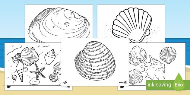 FREE! - Scallop Shell Outline Colouring Sheet