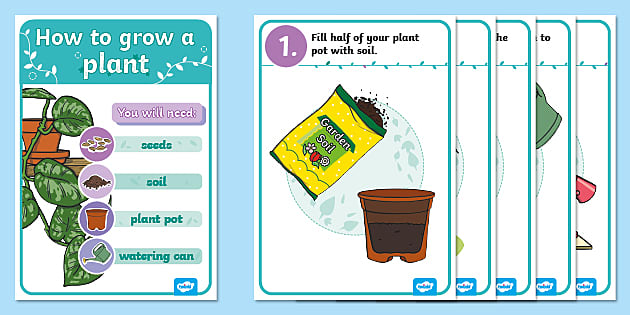 ‘what Plants Need To Grow Posters Teacher Made