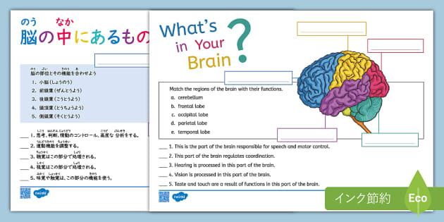 Whats In Your Brain Dual Language Worksheet Japanese And English 脳の中にあるもの 9021