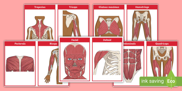 BODY MUSCLES Flashcards