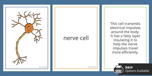 Specialised Cells Display Cards | Biology | Beyond - Twinkl