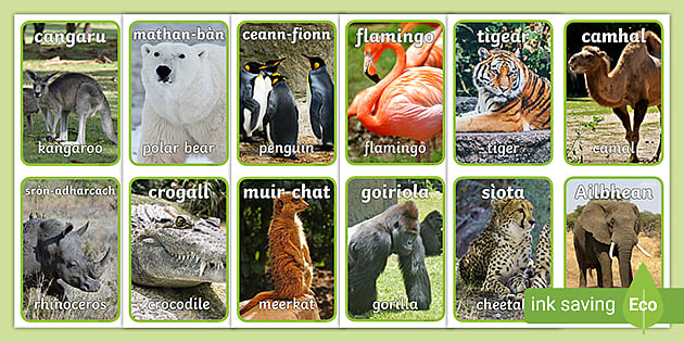 Bheat an Sù Zoo Animal Flashcards for Gaelic Learners