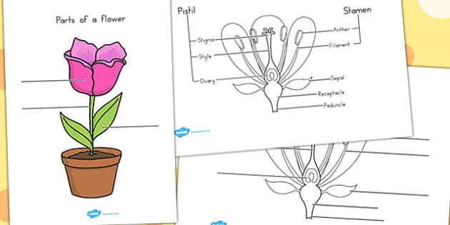 FREE! - Parts of a Flower Worksheet - Science Resource