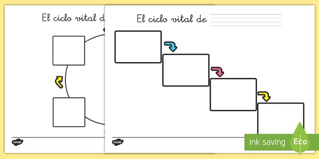 Ficha Plantilla Del Ciclo Vital Teacher Made Twinkl