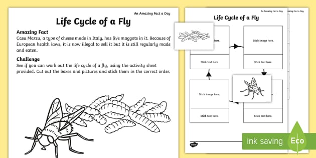 the-life-cycle-of-a-fly-worksheet-worksheet-teacher-made