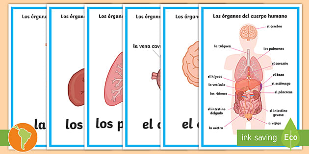 Esquema, Aparatos y sistemas del cuerpo humano