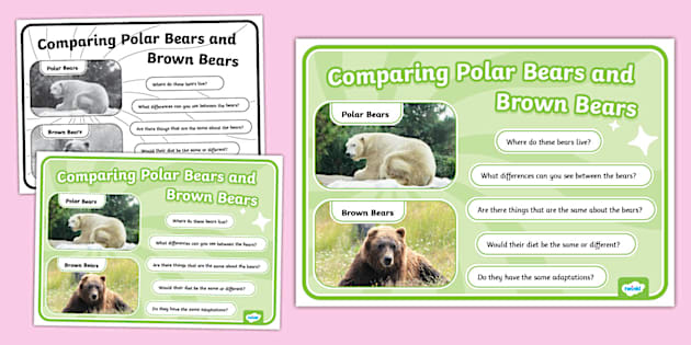 Comparing Polar Bears And Brown Bears Discussion Prompt