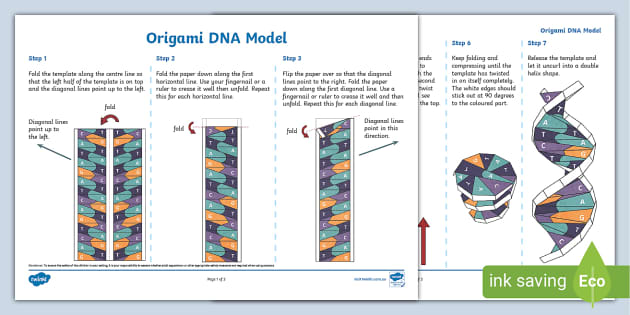 DNA Helix Origami Craft Activity (teacher made) - Twinkl