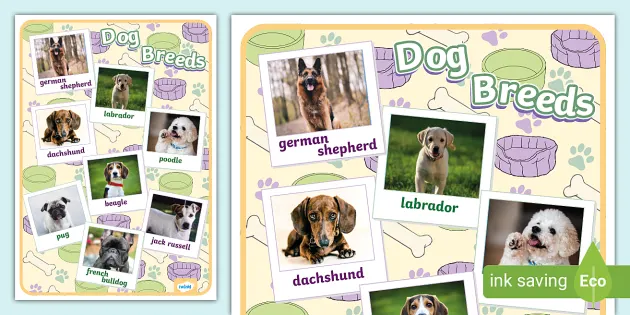 dog breed poster