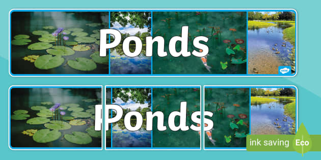 Ponds Photo Display Banner Teacher Made Twinkl 0392