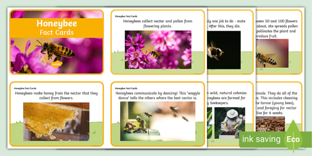 O que significa beekeeping age? - Pergunta sobre a Inglês (EUA