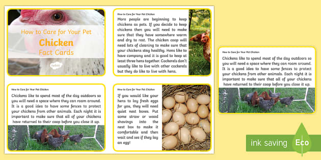 How to Care for Your Pet Chickens Fact Cards - Twinkl