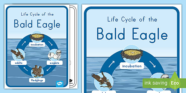 Life Cycle Of A Bald Eagle Poster Life Cycle Of A Bald Eagle Poster