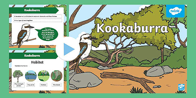 Kookaburra PowerPoint F-2 (teacher made) - Twinkl