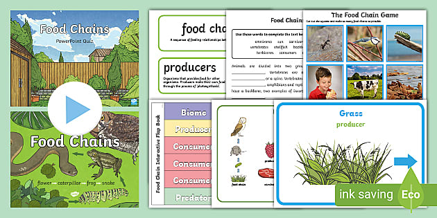 Food Chains and Food Webs Science Worksheets 2nd and 3rd Grade