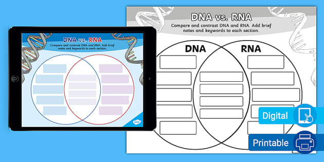 Dna And Rna Compare Contrast Activity For 6th 8th Grade